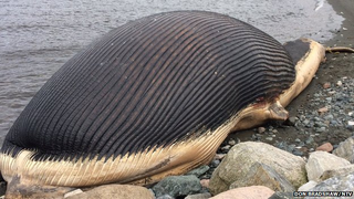Illustration for article titled Has The Whale Exploded Yet Dot Com